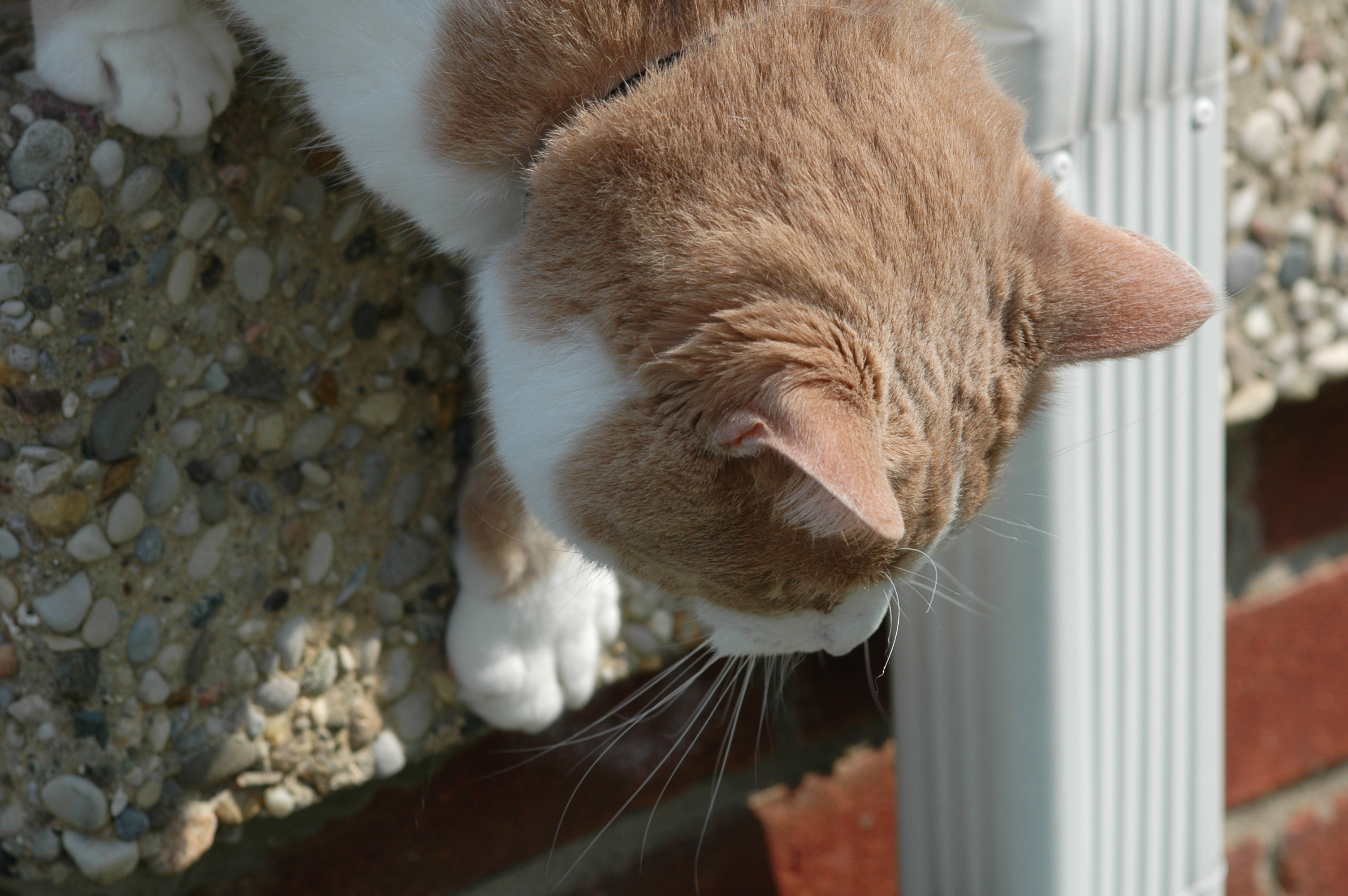 Curiosity
